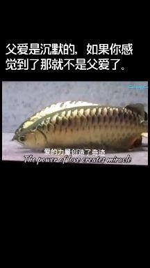 金龍魚張嘴如何治療（龍魚張嘴呼吸咋回事）