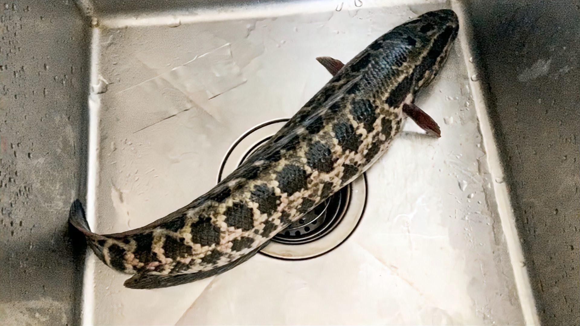 黑魚吃不吃蔬菜？ 黑魚吃不吃蔬菜？ 龍魚百科 第3張