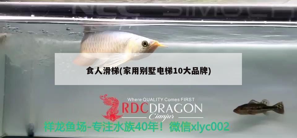 食人滑梯(家用別墅電梯10大品牌) 食人滑梯(家用別墅電梯10大品牌) 觀賞魚百科