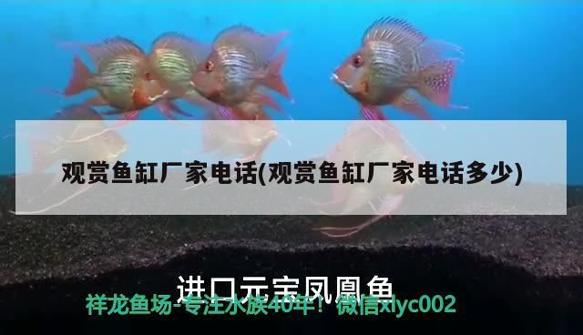 觀賞魚缸廠家電話(觀賞魚缸廠家電話多少)（2020年度中國生態魚缸行業十大品牌榜單觀賞魚缸廠家電話）
