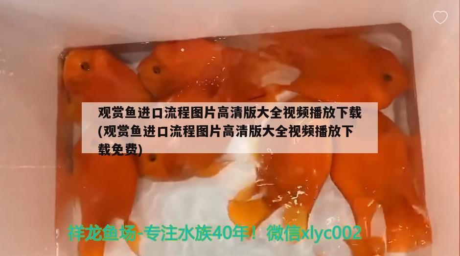 觀賞魚進口流程圖片高清版大全視頻播放下載(觀賞魚進口流程圖片高清版大全視頻播放下載免費)（從國外觀賞魚進口流程圖片高清版大全視頻播放下載）
