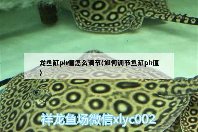 龍魚缸ph值怎么調節(jié)(如何調節(jié)魚缸ph值)（自來水調整的基本方法）