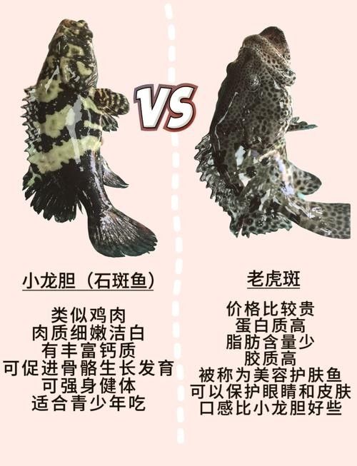 如何延長虎斑恐龍魚的壽命（恐龍魚的飼養方法）