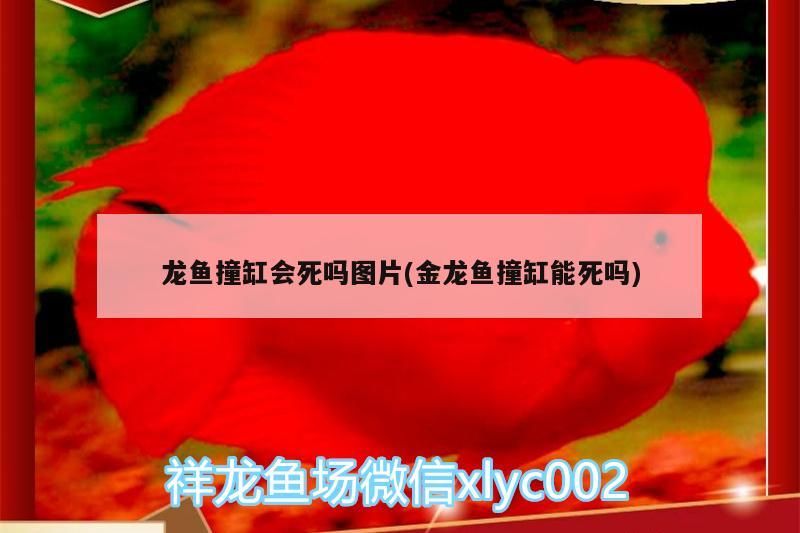 龍魚撞缸會死嗎圖片(金龍魚撞缸能死嗎)（金龍魚撞缸會死嗎圖片）