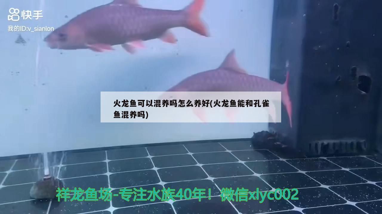 火龍魚可以混養嗎怎么養好(火龍魚能和孔雀魚混養嗎)