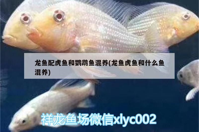 龍魚配虎魚和鸚鵡魚混養(yǎng)(龍魚虎魚和什么魚混養(yǎng))（關于龍魚配虎魚和鸚鵡魚混養(yǎng)）