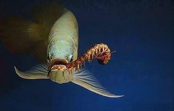 紅龍魚吃蜈蚣多久喂一次（養(yǎng)龍必看養(yǎng)魚小藝，紅龍魚怎么養(yǎng)）