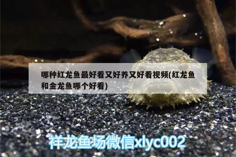 龍魚缸最低尺寸是多少？，龍魚缸尺寸對照表 龍魚缸最低尺寸是多少？，龍魚缸尺寸對照表 龍魚百科 第1張