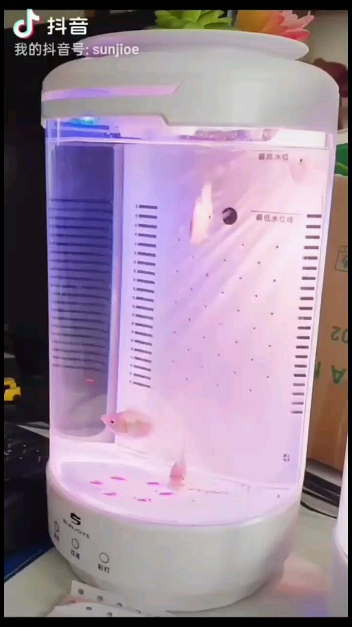 本溪水族館森喬小白麗打卡:接吻魚接吻那瞬間（本溪水族館森喬小白麗打卡） 本溪水族館森喬小白麗打卡:接吻魚接吻那瞬間（本溪水族館森喬小白麗打卡） 觀賞魚百科 第1張