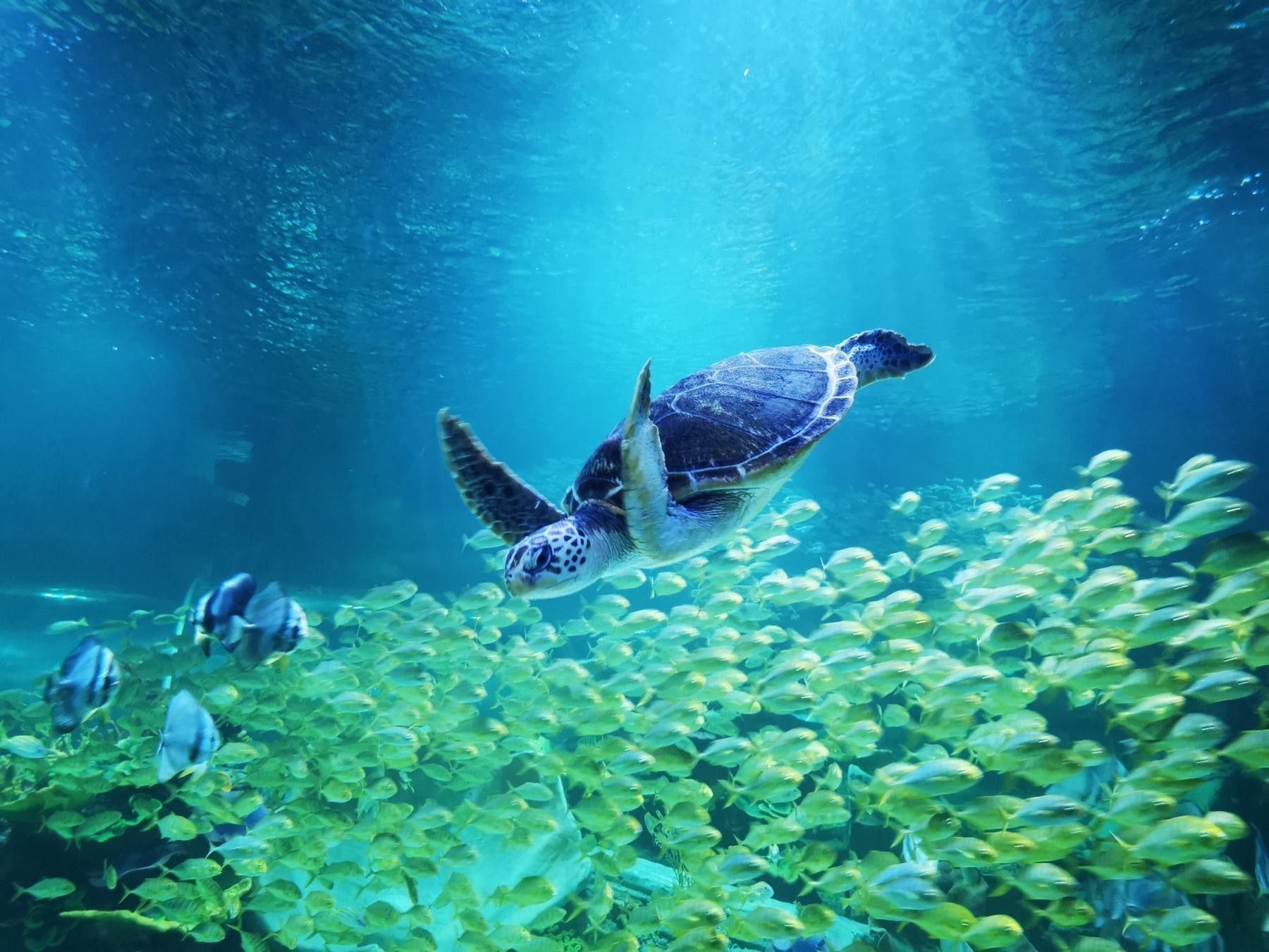 平頂山哪個(gè)水族館龍魚好？祥龍魚場(chǎng)龍魚（平頂山市的龍魚愛好者們，你們好！）