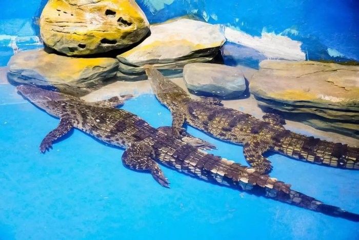 平頂山哪個(gè)水族館龍魚好？祥龍魚場(chǎng)龍魚（平頂山市的龍魚愛好者們，你們好！）