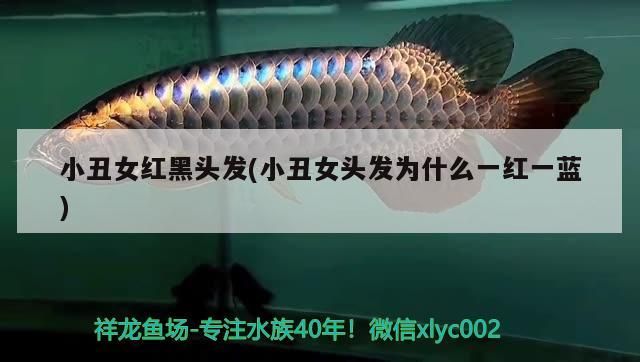 小丑女紅黑頭發(小丑女頭發為什么一紅一藍)（《和平精英》小丑女紅黑頭發為什么一紅一藍對應的信息） 小丑女紅黑頭發(小丑女頭發為什么一紅一藍)（《和平精英》小丑女紅黑頭發為什么一紅一藍對應的信息） 觀賞魚百科 第2張