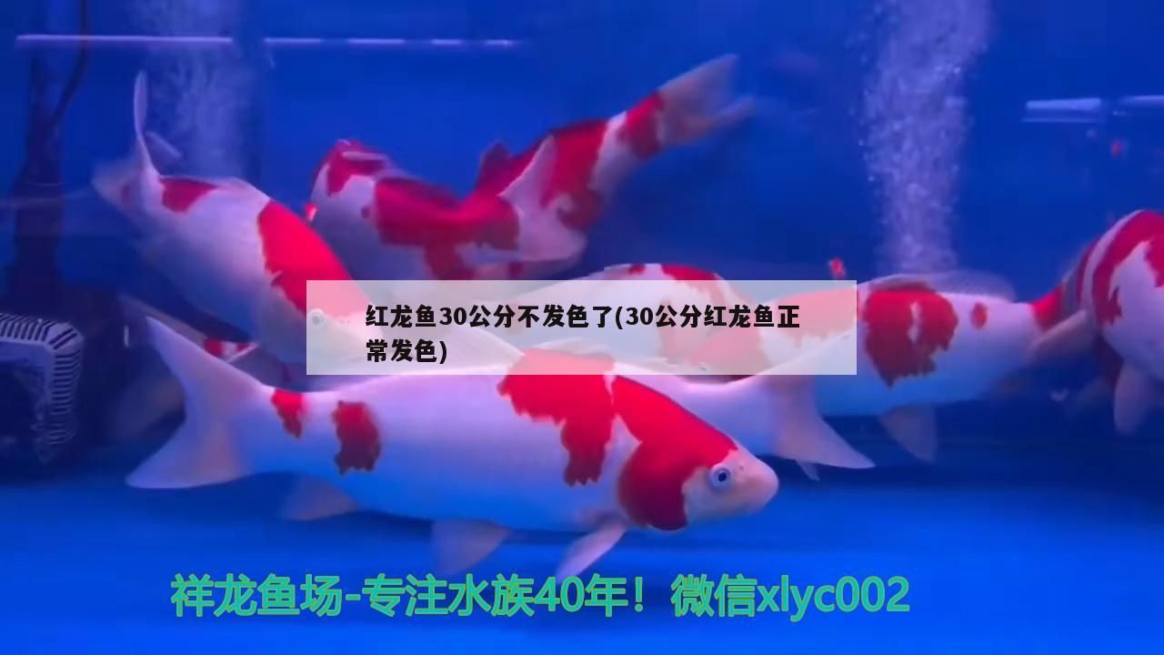 小丑女紅黑頭發(小丑女頭發為什么一紅一藍)（《和平精英》小丑女紅黑頭發為什么一紅一藍對應的信息） 小丑女紅黑頭發(小丑女頭發為什么一紅一藍)（《和平精英》小丑女紅黑頭發為什么一紅一藍對應的信息） 觀賞魚百科 第1張