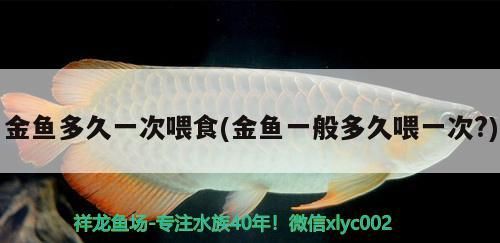 金魚多久一次喂食(金魚一般多久喂一次?)（金魚一般多久喂一次，）