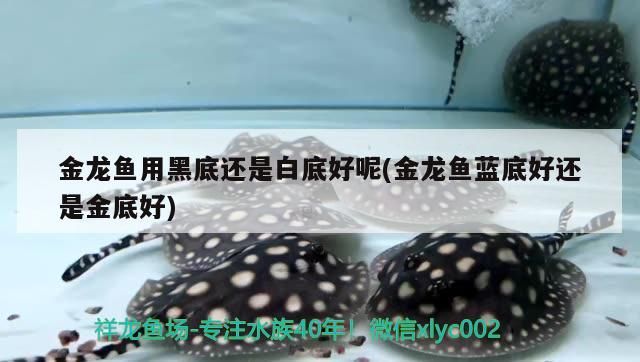 金龍魚用黑底還是白底好呢(金龍魚藍底好還是金底好)（金龍魚用黑底還是白底好）