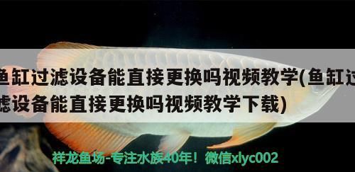 魚缸過濾設備能直接更換嗎視頻教學(魚缸過濾設備能直接更換嗎視頻教學下載)（祥龍魚場(魚缸過濾設備直接更換嗎） 魚缸過濾設備能直接更換嗎視頻教學(魚缸過濾設備能直接更換嗎視頻教學下載)（祥龍魚場(魚缸過濾設備直接更換嗎） 觀賞魚百科