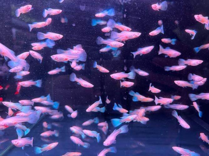 衡水龍魚水族館的地址在哪里（河北衡水市桃城區龍魚水族館在哪個位置四閱札記打卡）