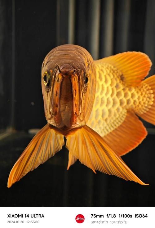 給我幾張印尼紅龍魚的高清壁紙（印尼紅龍魚高清壁紙）
