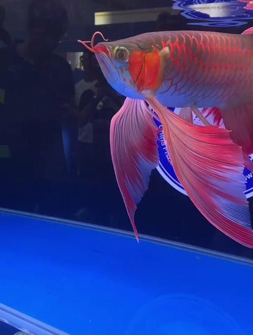 給我幾張印尼紅龍魚的高清壁紙（印尼紅龍魚高清壁紙）
