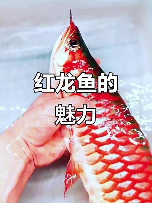 給我幾張印尼紅龍魚的高清壁紙（印尼紅龍魚高清壁紙）