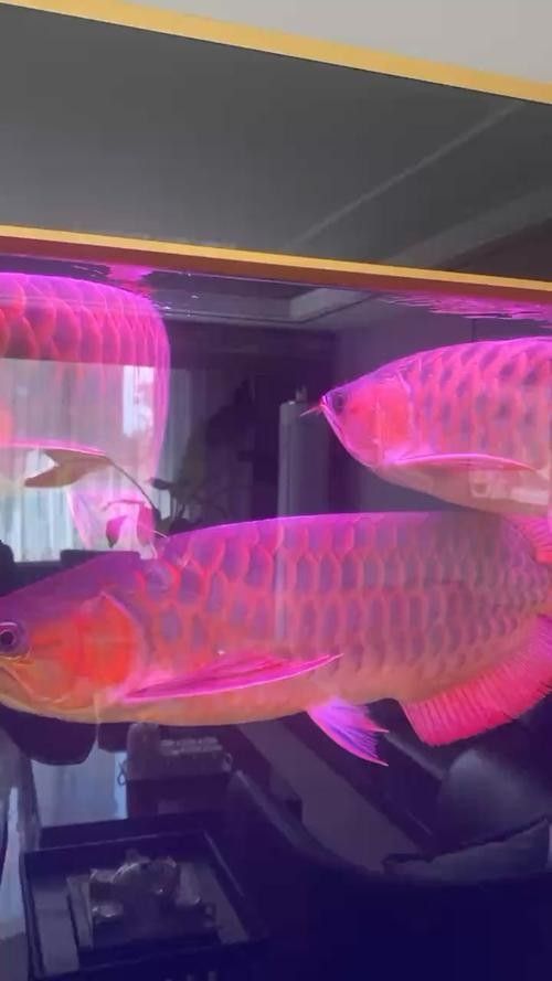 給我幾張印尼紅龍魚的高清壁紙（印尼紅龍魚高清壁紙）