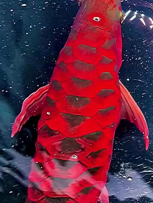 給我幾張印尼紅龍魚的高清壁紙（印尼紅龍魚高清壁紙）