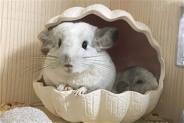 龍貓沙浴時需要注意什么（貓沙浴是一種讓它們在沙子中放松和清潔的常見做法） 龍貓沙浴時需要注意什么（貓沙浴是一種讓它們在沙子中放松和清潔的常見做法） 龍魚百科 第5張