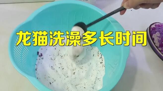 龍貓沙浴時需要注意什么（貓沙浴是一種讓它們在沙子中放松和清潔的常見做法） 龍貓沙浴時需要注意什么（貓沙浴是一種讓它們在沙子中放松和清潔的常見做法） 龍魚百科 第1張