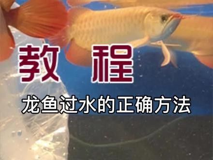 山西龍魚市場有哪些知名商家（關(guān)于山西龍魚市場）
