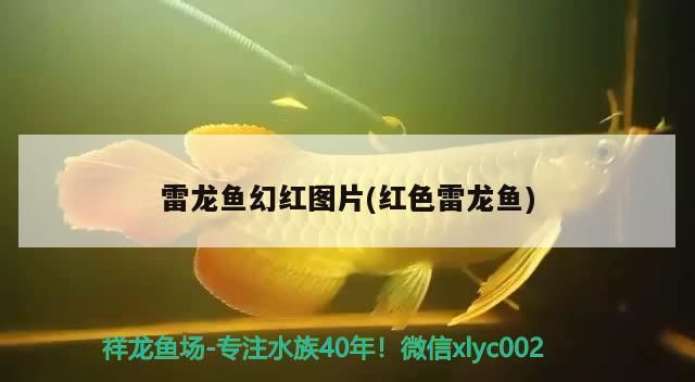 雷龍魚幻紅圖片(紅色雷龍魚)（雷龍魚幻紅圖片分享雷龍魚幻紅圖片的知識，別忘了關注祥龍魚場哦）