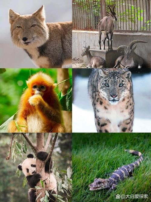 這些稀有品種的價格是多少？（天價珍稀動物大盤點：8種“土豪專屬”珍稀龜種龜種）