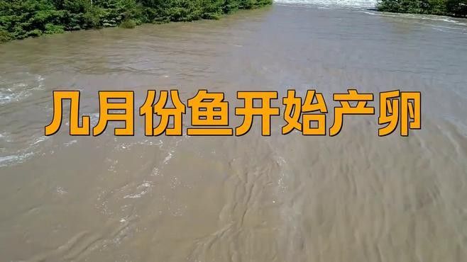 淡水海龍魚(yú)繁殖注意事項(xiàng)（淡水海龍魚(yú)怎么繁殖）