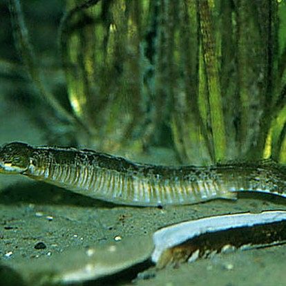 淡水海龍魚(yú)繁殖注意事項(xiàng)（淡水海龍魚(yú)怎么繁殖）