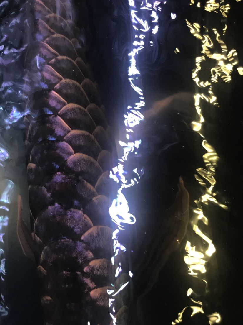 龍鱗夢幻之藍（有聲書:鱗夢幻之藍）