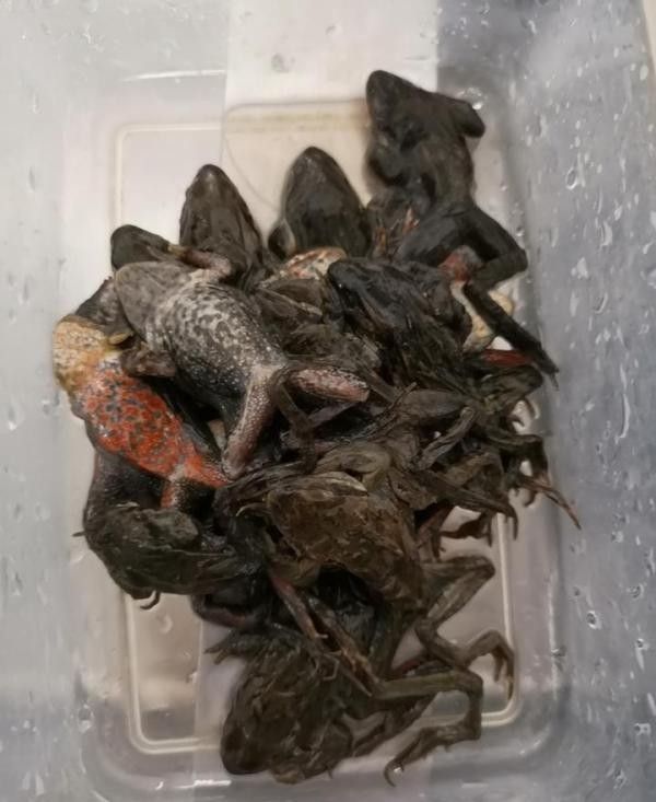白龍魚吃什么食物最好？（養(yǎng)龍魚應(yīng)該喂什么）