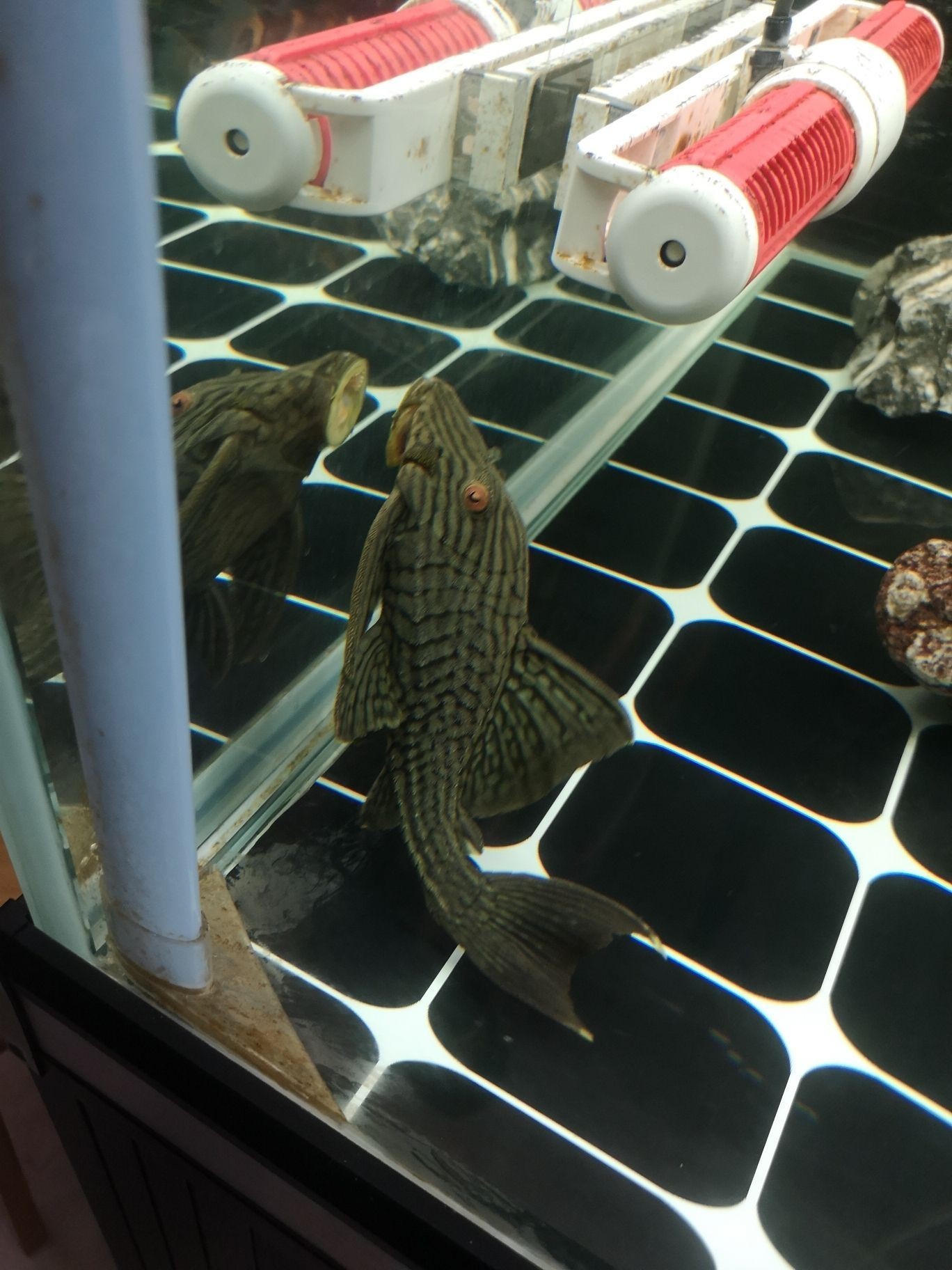 異型有人玩嗎怎么養（如何飼養異型寵物）