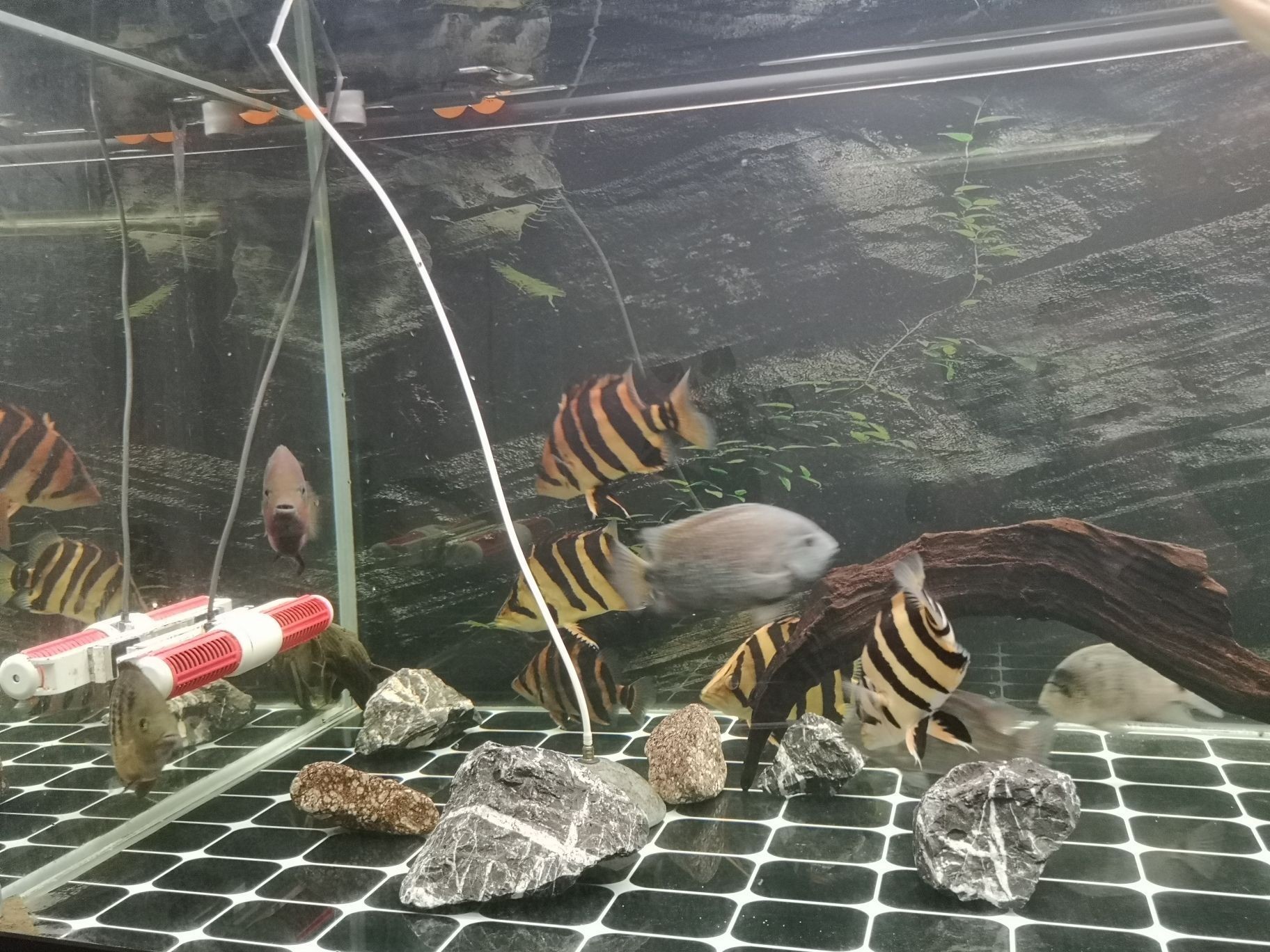 異型有人玩嗎怎么養（如何飼養異型寵物）