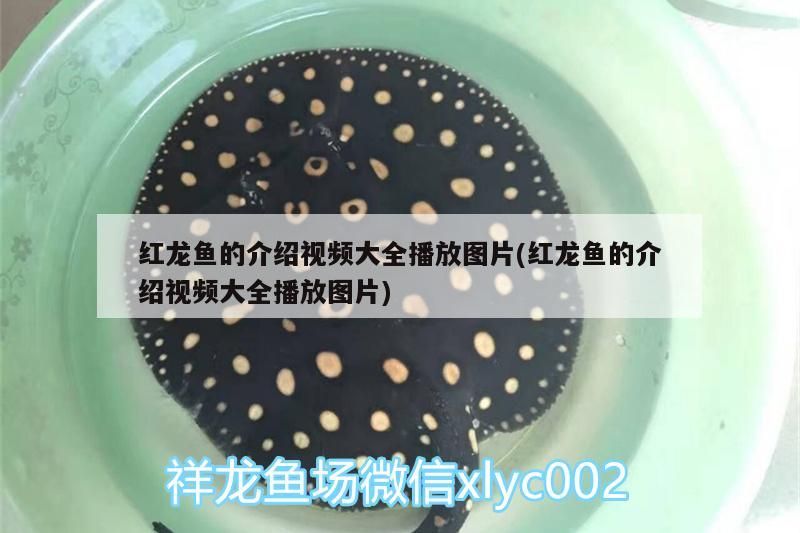 紅龍魚的介紹視頻大全播放圖片(紅龍魚的介紹視頻大全播放圖片)（紅龍魚的介紹視頻大全）