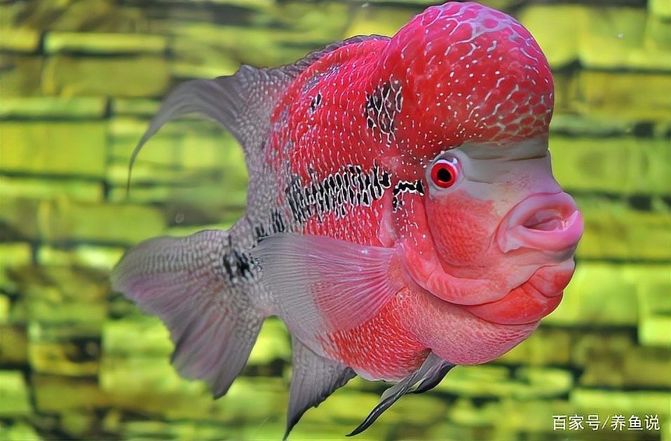 金龍魚多久能適應互動訓練？（如何讓膽小龍魚變成缸中王者馴服技巧全揭秘） 金龍魚多久能適應互動訓練？（如何讓膽小龍魚變成缸中王者馴服技巧全揭秘） 龍魚百科 第12張