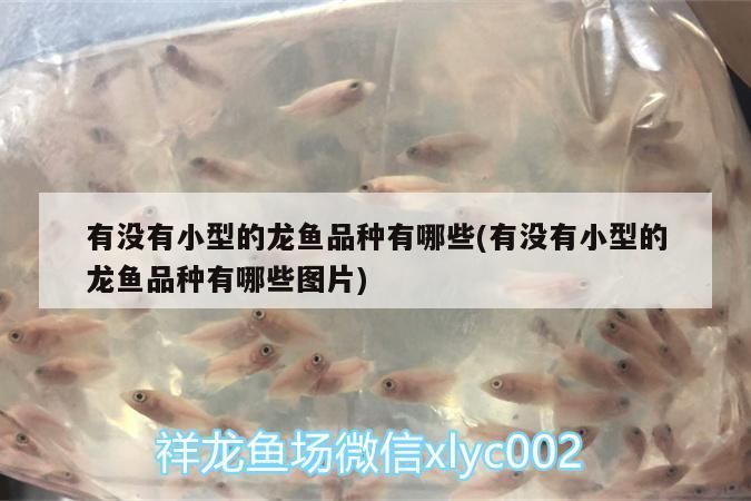 有沒有小型的龍魚品種有哪些(有沒有小型的龍魚品種有哪些圖片)（小型龍魚品種有哪些龍魚品種有哪些龍魚品種有哪些）