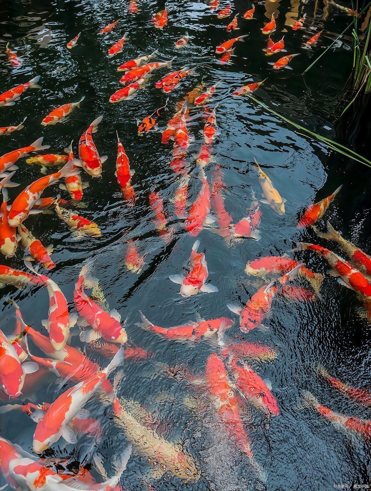 敵百蟲對龍魚安全嗎（天水市人民政府“敵百蟲”你真的會用嗎你真的會用嗎）