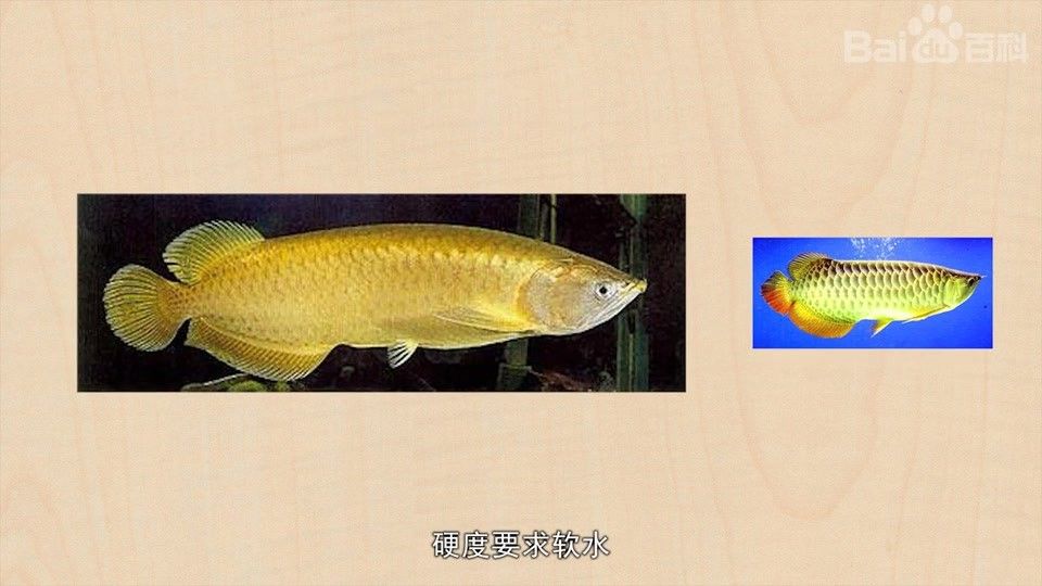 紅尾金龍魚的最佳飼養環境（紅尾金龍魚最佳飼養環境建議，高背紅尾金龍魚好養嗎）
