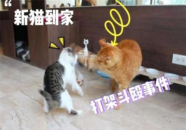 混養需要多長時間適應（混養動物需要多長時間適應）