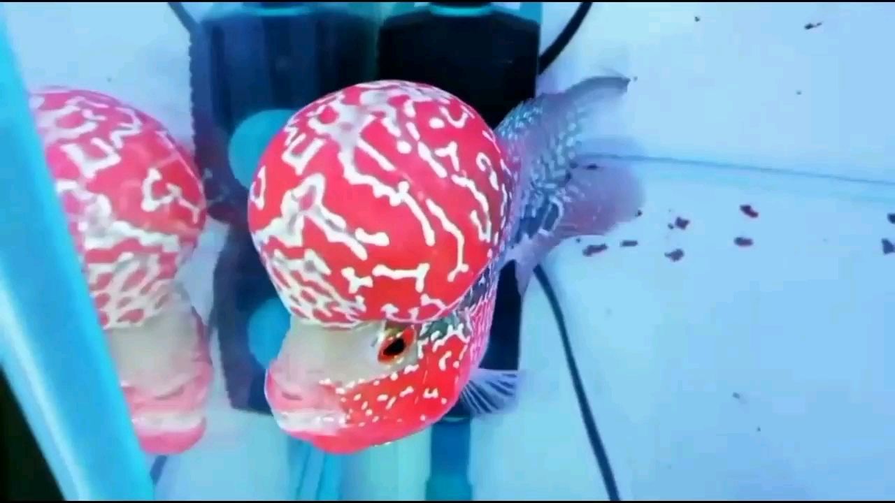 日喀則水族館極品帝王鴻運當頭（日喀則水族館極品帝王鴻運當頭展）