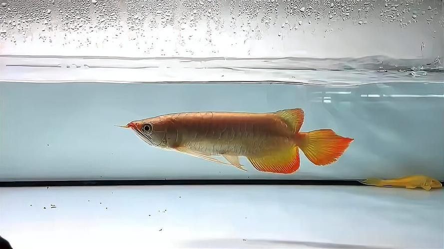 印尼龍魚漁場(chǎng)的價(jià)格范圍（印尼龍魚價(jià)格的簡(jiǎn)要分析）