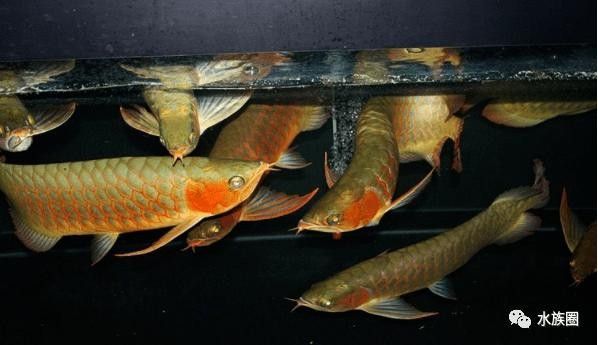 印尼龍魚漁場(chǎng)的價(jià)格范圍（印尼龍魚價(jià)格的簡(jiǎn)要分析）
