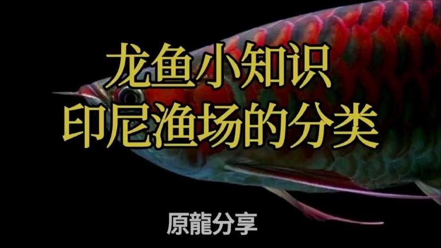 印尼龍魚漁場(chǎng)的價(jià)格范圍（印尼龍魚價(jià)格的簡(jiǎn)要分析）