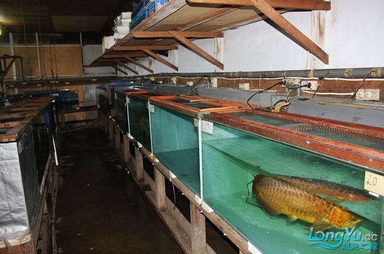 印尼龍魚漁場(chǎng)的價(jià)格范圍（印尼龍魚價(jià)格的簡(jiǎn)要分析）
