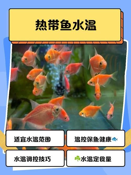 25公分的紅龍魚應(yīng)該如何飼養(yǎng)（紅龍魚怎么養(yǎng)_百度經(jīng)驗(yàn)紅龍魚的養(yǎng)護(hù)知識詳解）