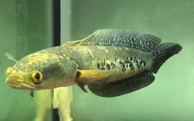 如何預防黑魔神雷龍魚生病？（魔神雷龍魚怎么養揭秘雷龍魚怎么養殖的四大黃金法則）